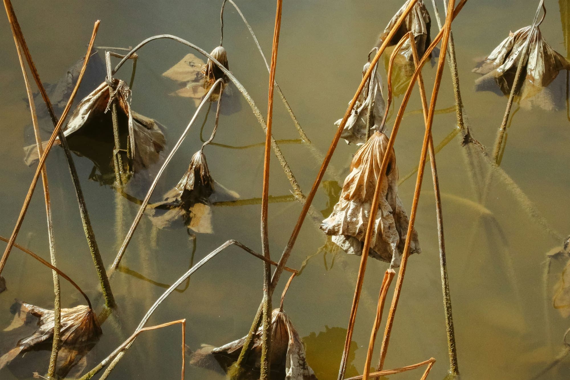 Murky green-brown water with dead leaves and stems