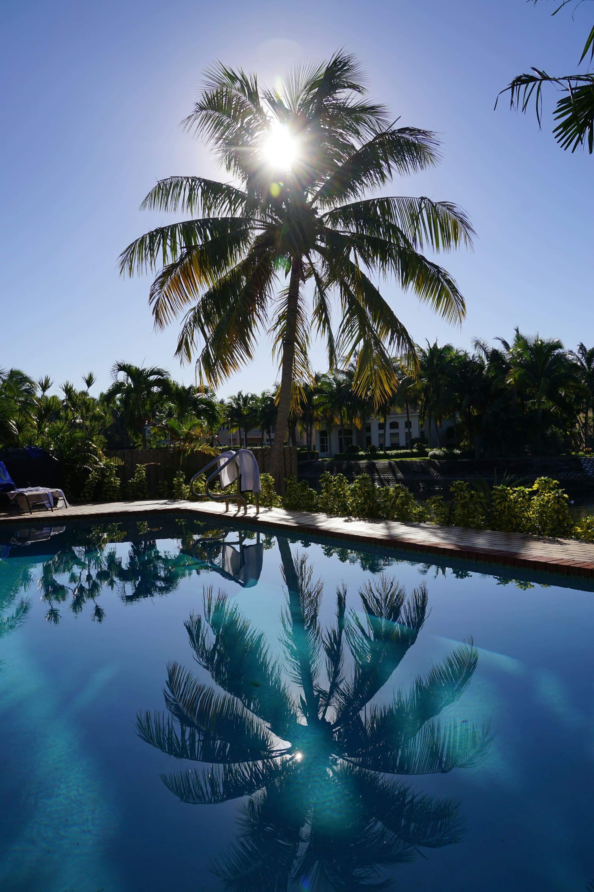 Calm pool reflecting tall palm trees